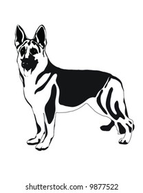 German Shepherd Dog, Vector, Illustration