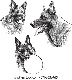 German Shepherd Dog vector outlines on white background, illustrations of various face. Graphic German Shepherd.
