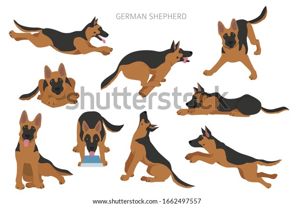 German Shepherd Dogs Different Poses Shepherd Stock Vector (Royalty ...
