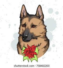 German Shepherd face illustration with bow and Christmas flower red Poinsettia. Hand drawn vector dog