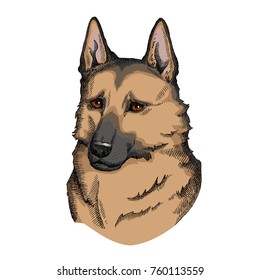 German Shepherd face illustration. Hand drawn vector dog