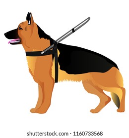 German Shepherd Guide Dog