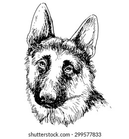 German Shepherd hand drawn vector isolated on white background