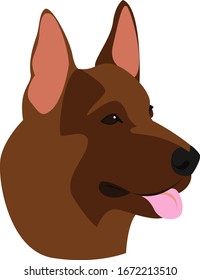 German shepherd, illustration, vector on white background.