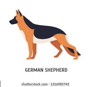 German Shepherd. Large smart herding or stock dog isolated on white background. Stunning purebred domestic animal or pet of working breed. Colorful vector illustration in flat cartoon style