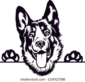 German Shepherd Pedigree Dog Breed Isolated Pet Puppy Face