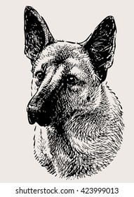 german shepherd portrait