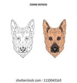 German Shepherd portrait, dog breeds