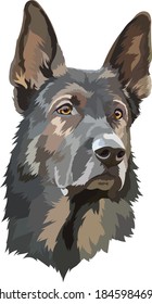 German Shepherd. Portrait of a dog. Vector illustration, drawing.