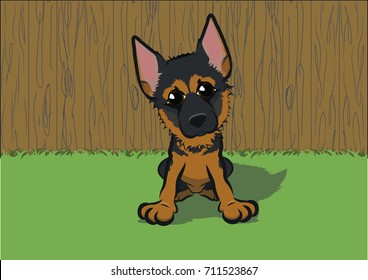 German Shepherd Puppy