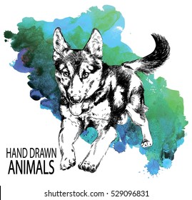 German Shepherd Puppy runs. Cute fluffy puppy. Drawing by hand in vintage style.