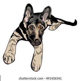 German Shepherd Puppy. Vector illustration.