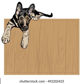 German Shepherd Puppy. Vector illustration.