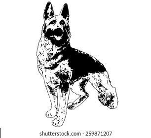 German shepherd. Vector illustration