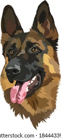 German shepherd, vector ilustration. Portrait, dog head