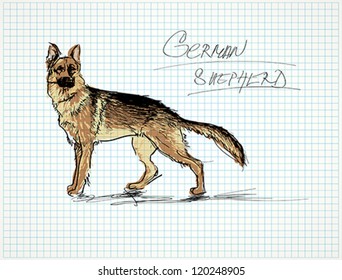 German Shepherd / Vector Sketch Of Dog