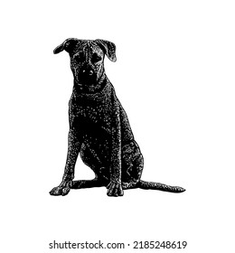 German Sheppit dog breed hand drawing vector illustration isolated on white background