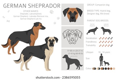 German Sheprador clipart. German Shepherd Labrador retriever mix. Different coat colors set.  Vector illustration