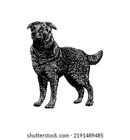 German Sheprador mix breed dog hand drawing vector illustration isolated on white background