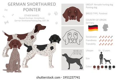 German shorthaired pointer clipart. Different poses, coat colors set.  Vector illustration