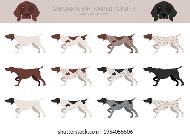 German shorthaired pointer clipart. Different poses, coat colors set.  Vector illustration