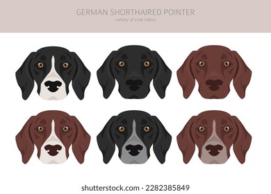 German shorthaired pointer clipart. Different poses, coat colors set.  Vector illustration