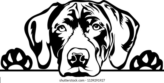 Dog Pointer Stock Vectors Images Vector Art Shutterstock