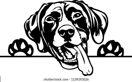 German Shorthaired Pointer dog breed face head isolated pet animal domestic pet canine puppy purebred pedigree hound portrait peeking paws smiling smile happy art artwork illustration design 