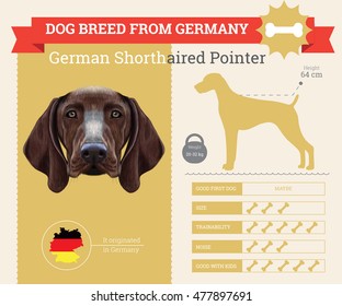 German Shorthaired Pointer dog breed vector info graphics. This dog breed from German