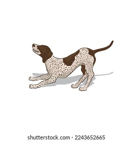 German shorthaired pointer dog. The dogs became known as Deutsch Kurzhaars.