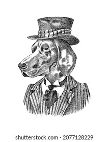 German Shorthaired Pointer. Dog dressed up in suit and bowler hat. Hunting breed. Fashion Animal character in clothes. Hand drawn sketch. Vector engraved illustration for label, logo and T-shirts