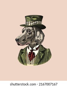 Puntero alemán de corto alcance. Perro vestido con traje y sombrero de bolos. Caza de raza. Moda Caracter animal en ropa. Esbozo dibujado a mano. Ilustración grabada por vectores para etiquetas, logotipo y camisetas