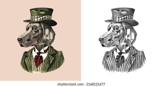 German Shorthaired Pointer. Dog dressed up in suit and bowler hat. Hunting breed. Fashion Animal character in clothes. Hand drawn sketch. Vector engraved illustration for label, logo and T-shirts