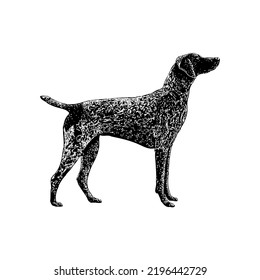 German Shorthaired Pointer dog hand drawing vector illustration isolated on white background