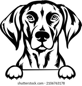 German Shorthaired Pointer Peeking Dog Vector Image