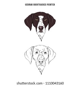 German Shorthaired Pointer portrait, dog breeds