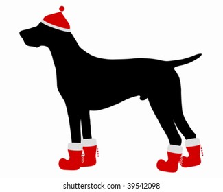 German Shorthaired Pointer with red christmas cap and boots