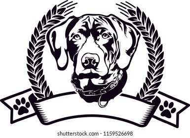German Shorthaired Short Haired Pointer Pedigree Dog Breed Isolated Pet Puppy Face