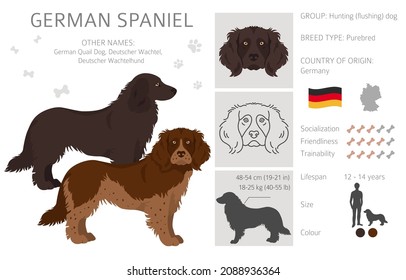 German spaniel clipart. Different poses, coat colors set.  Vector illustration