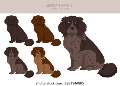 German spaniel clipart. Different poses, coat colors set.  Vector illustration