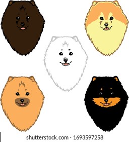 German spitz dog face vector drawing