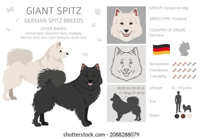 German spitz, Giant spitz clipart. Different poses, coat colors set.  Vector illustration