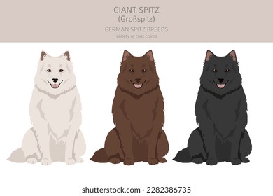 German spitz, Giant spitz clipart. Different poses, coat colors set.  Vector illustration