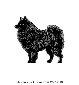 German Spitz hand drawing vector illustration isolated on white background