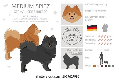 German spitz, Medium spitz clipart. Different poses, coat colors set.  Vector illustration