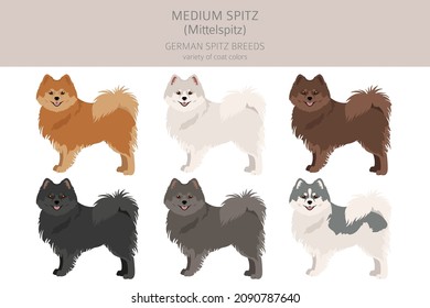 German spitz, Medium spitz clipart. Different poses, coat colors set.  Vector illustration