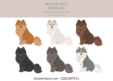 German spitz, Medium spitz clipart. Different poses, coat colors set.  Vector illustration