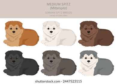 German spitz, Medium spitz puppy  clipart. Different poses, coat colors set.  Vector illustration