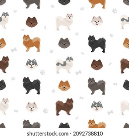 German spitz, Medium spitz seamless pattern. Different poses, coat colors set.  Vector illustration