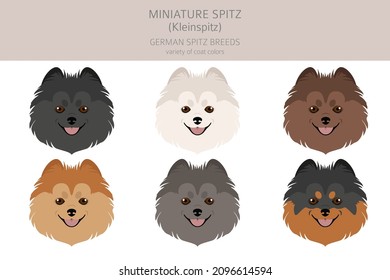 German spitz, Miniature spitz clipart. Different poses, coat colors set.  Vector illustration